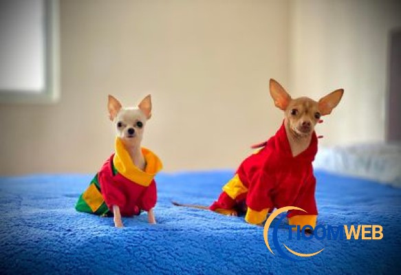 Baños de Belleza - Mascotas