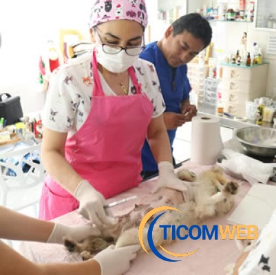 Cirugía General - Veterinaria